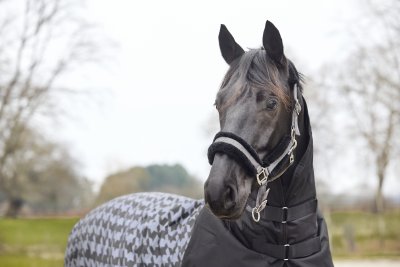 Zoom bild av horseguard-grimma-jade