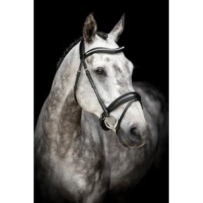 Zoom bild av lippo-dressyrträns-courbette-svart-full